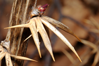 Berberis aetnensis Berberis aetnensis